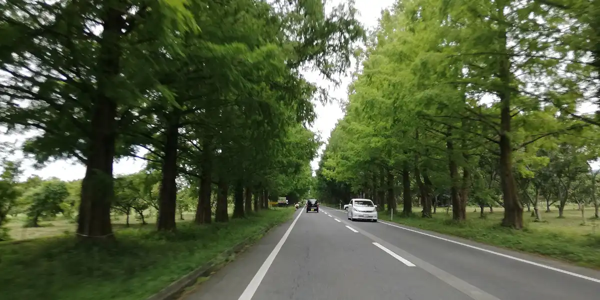 メタセコイア並木